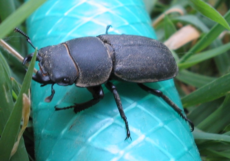 Dorcus parallelipipedus e Propylea quatuordecimpunctata